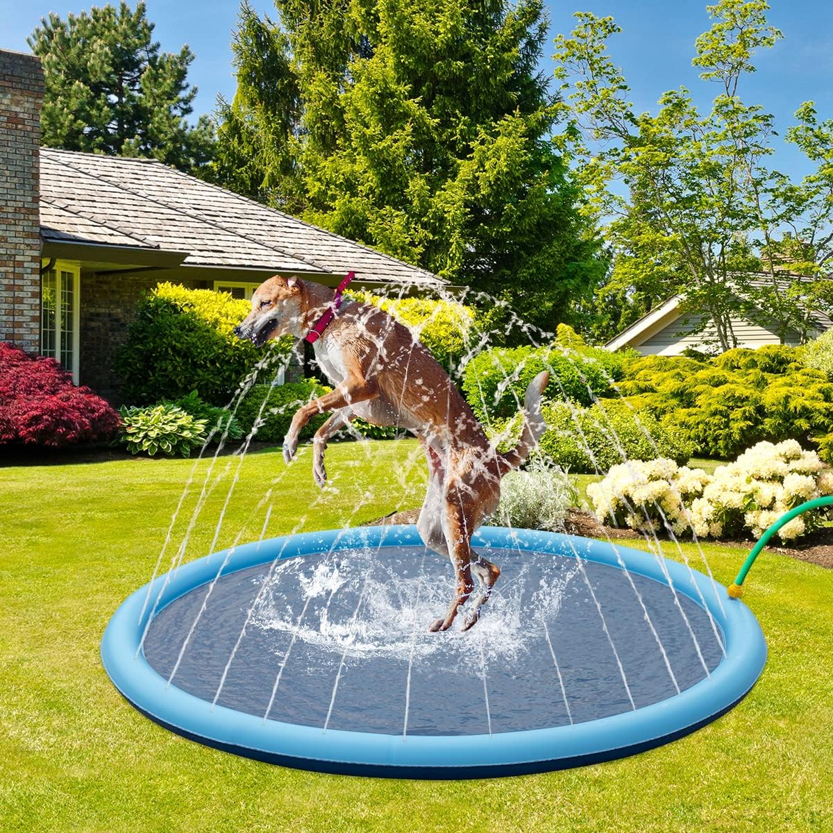 SplashPup™ Dog Splash Pad